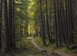 why-are-forest-schools-important